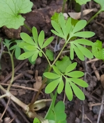 Corydalis solida