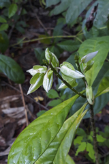 Caamembeca grandifolia