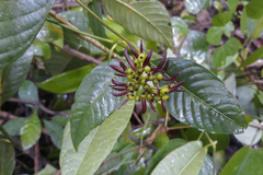 Palicourea justiciifolia
