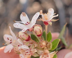 Agathosma puberula