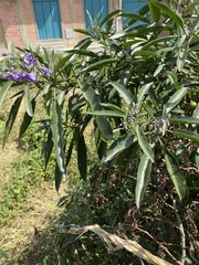 Solanum nitidum