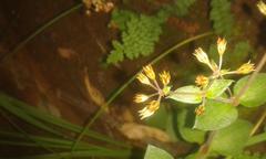 Crassula pellucida brachypetala