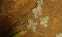 Crassula pellucida brachypetala