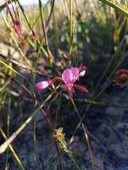 Pelargonium dipetalum