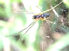 Frontinellina frutetorum