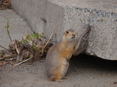 Spermophilus