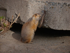 Spermophilus
