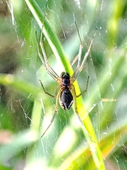 Frontinellina frutetorum