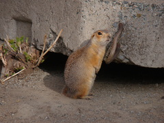 Spermophilus
