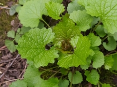 Alliaria petiolata