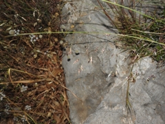 Oryzopsis coerulescens