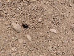 Dorcadion cinerarium