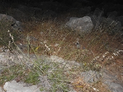 Oryzopsis coerulescens