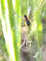 Frontinellina frutetorum