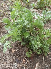 Artemisia absinthium