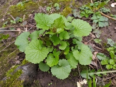 Alliaria petiolata