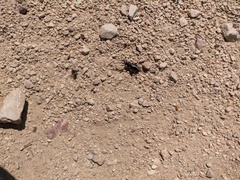 Dorcadion cinerarium