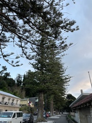 Araucaria heterophylla