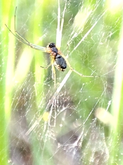 Frontinellina frutetorum