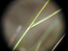 Oryzopsis coerulescens