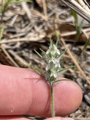 Plantago aristata