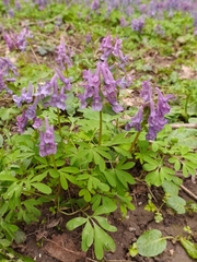 Corydalis solida