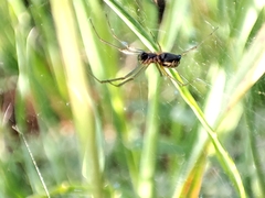 Frontinellina frutetorum