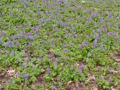 Corydalis solida