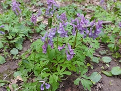 Corydalis solida