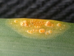 Puccinia sessilis