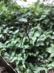 Trichonephila clavipes