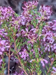 Erica dispar