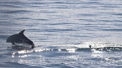 Lagenorhynchus albirostris