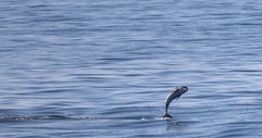 Lagenorhynchus albirostris