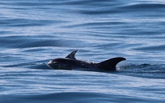 Lagenorhynchus albirostris