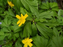 Anemonoides ranunculoides