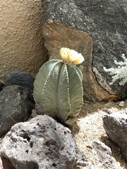 Astrophytum