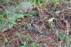 Zonotrichia capensis