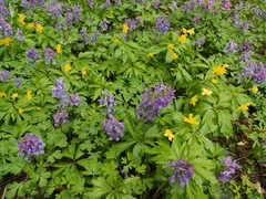 Anemonoides ranunculoides