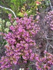 Erica dispar