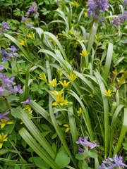 Gagea lutea