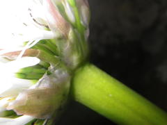 Haemanthus humilis hirsutus