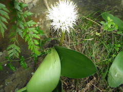 Haemanthus humilis hirsutus