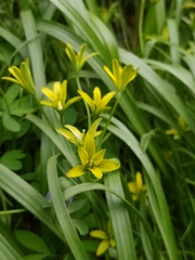 Gagea lutea