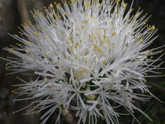 Haemanthus humilis hirsutus