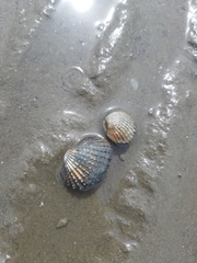 Tegillarca granosa