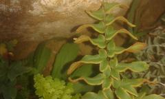 Cheilanthes viridis viridis