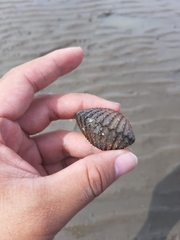 Tegillarca granosa