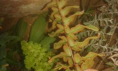 Cheilanthes viridis viridis