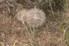 Tragopogon coelesyriacus